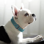 Genuine Leather Dog Collar - buckle detail