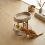 Cat Climbing Tower