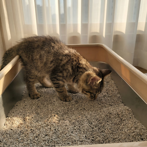 Stainless Steel Litter Box